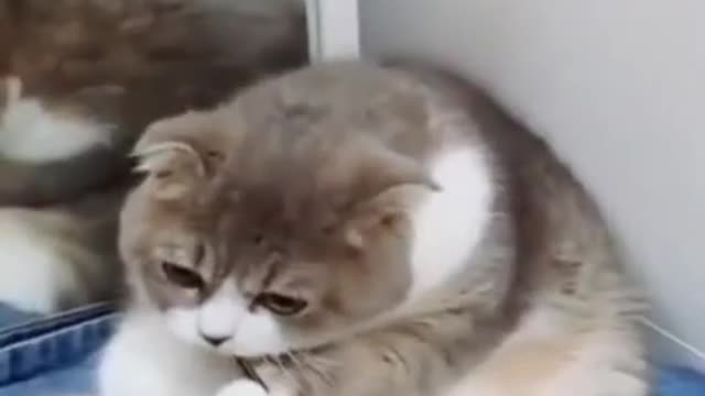 cute pets