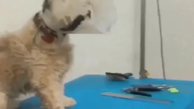 Funny dog video