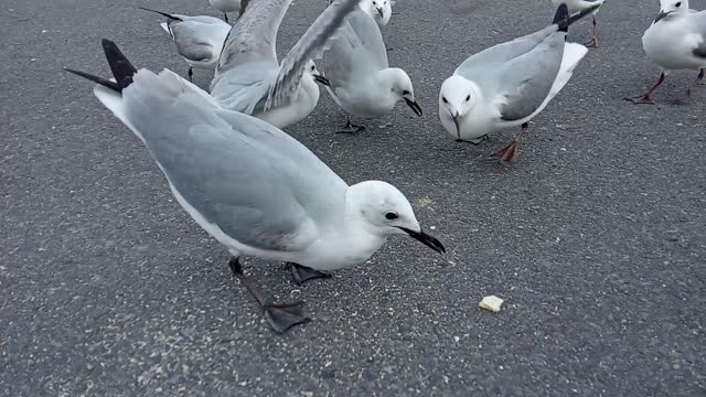 Feeding Aggressive Birds