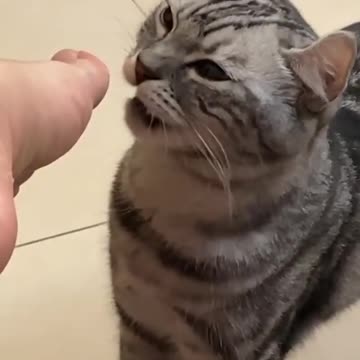 gato cheira o pe do dono e vomita