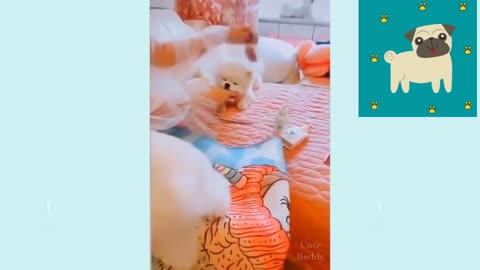 Cute And Funny Dogs Cpmpilation 1 🐶😍😍