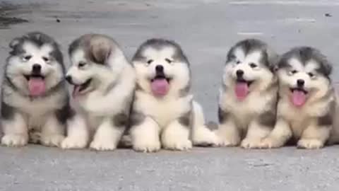 Cute puppies 🥰😍🥰😍😍