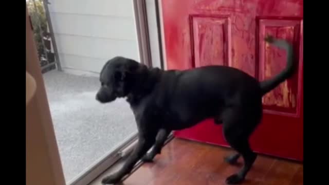 Dog funny video #shorts animal video ll #shorts