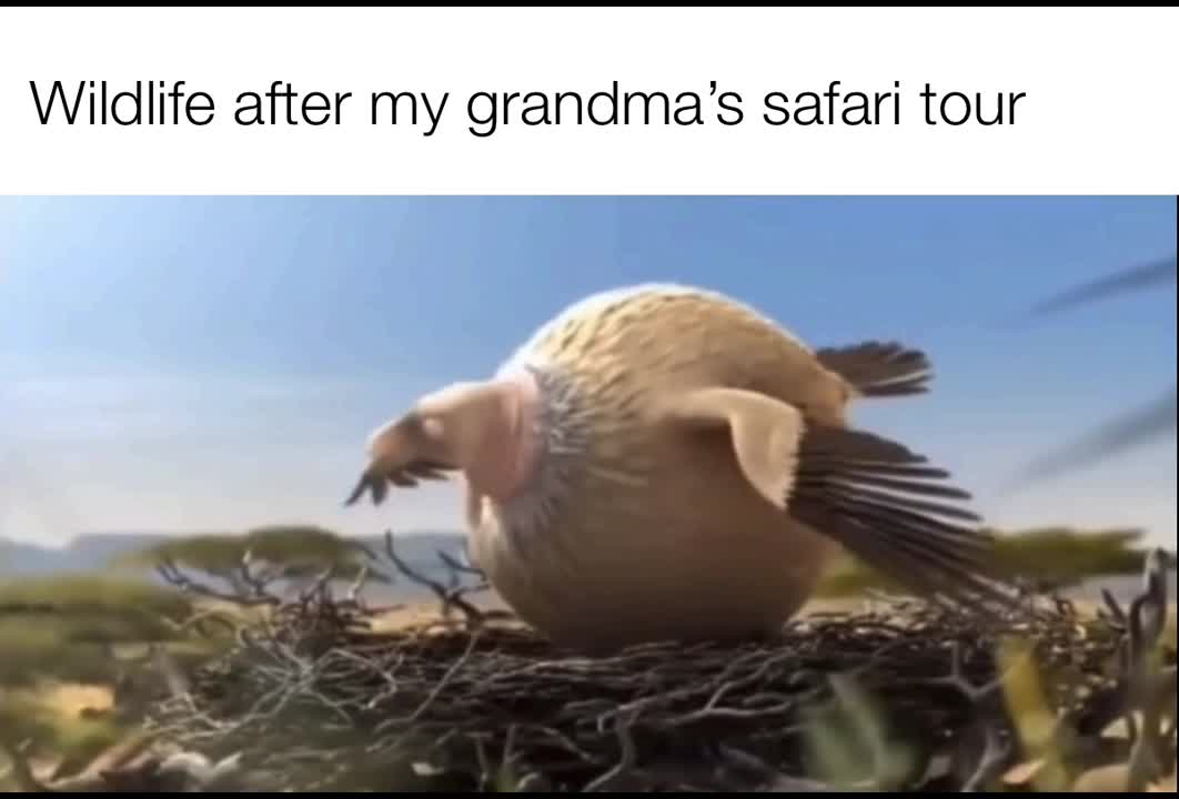 GRANDMA SAFARI