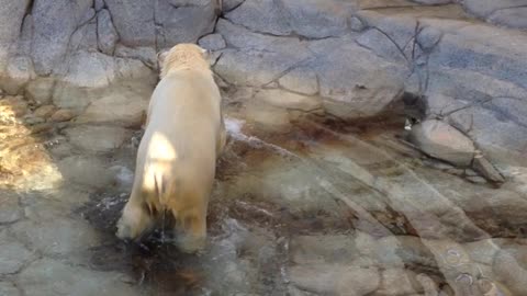 polar bear swimming