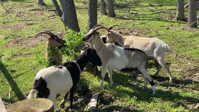 Gone in under 60 Seconds - Goats Devouring a Shrub 05.2022