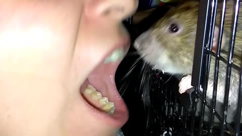 Pet Rat Cleans Owners Teeth