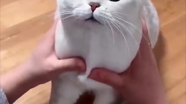 Cute baby cat and very beautiful 😻