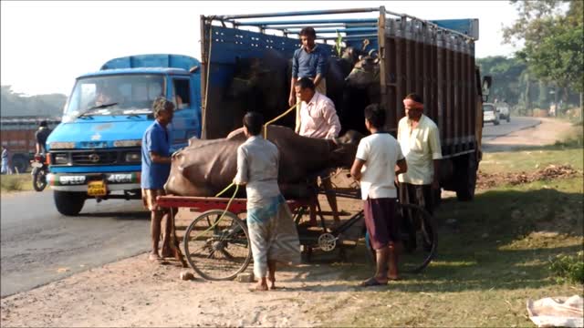 Villagers in India rescue a sick buffalo