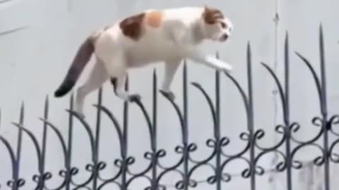 Are cats the best fighter?Funny animal short Chinese kung fu cats