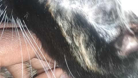 Purring cat