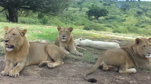 LIONESS OPENS CAR DOOR