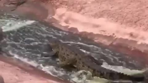 This crocodile has it all figured out