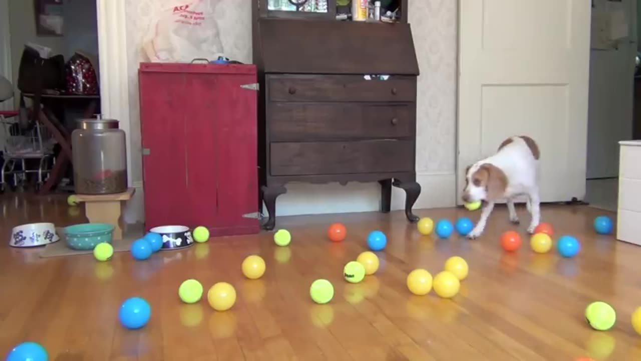 Dog Surprised with 100 Balls for Birthday_ Cute Dog