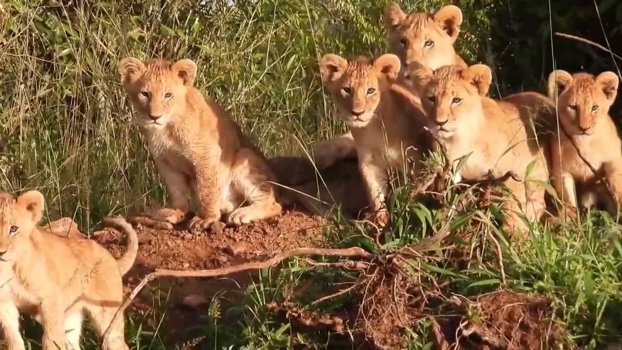 «African Wildlife In Action! Mother Warthog Tossing Lion To The Air To Save Baby - Lion vs Warthog»