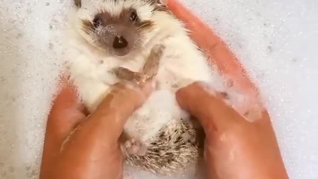 It's the only way to bathe this little guy