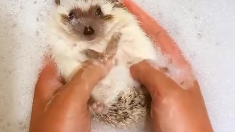 It's the only way to bathe this little guy