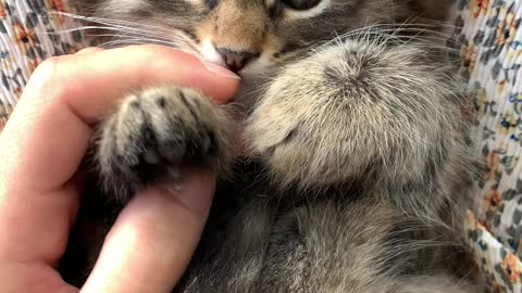 Shorthair baby kitten learning to get massages ....Cute and adorable