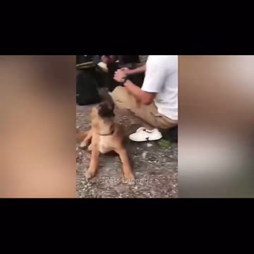 Funny animals of 2024