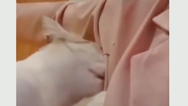 Cat funny videos