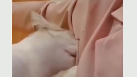 Cat funny videos