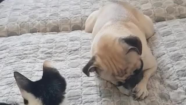 [dog and cat] fight prevention