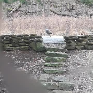 Turkey Sauntering Down the Street