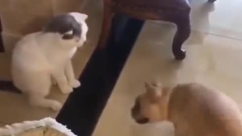 Funny cats moment... Try not to laugh😂
