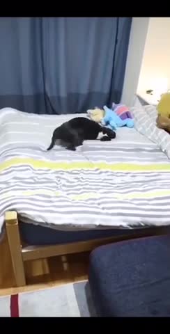 Funny dog video cute, dog video