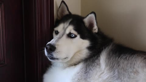 Husky reacciona a sonidos de huskies aullando