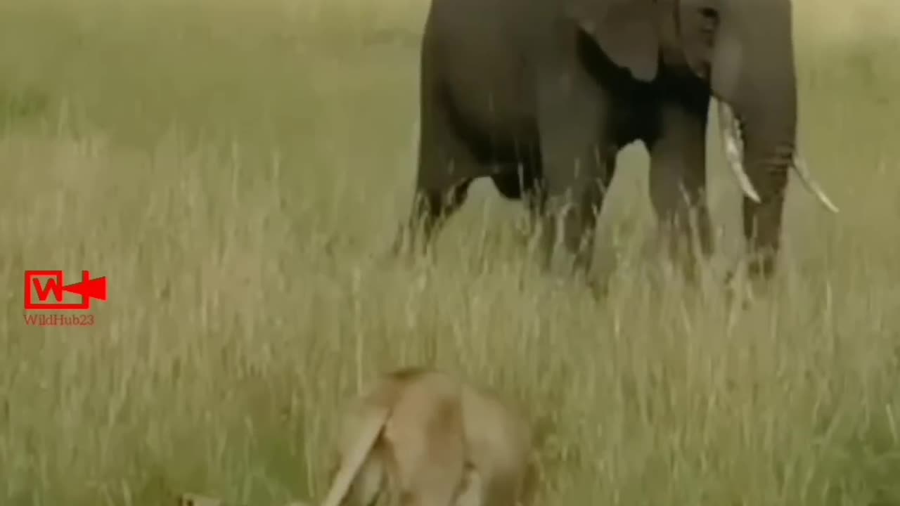 OMG😮 Elephant Stepping Over Lion Cubs