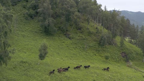 Wild Horse are Running Drone Footage