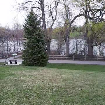 My dog is confused by a dog statue