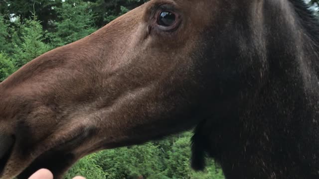 Up-Close Encounter With a Young Bull Moose