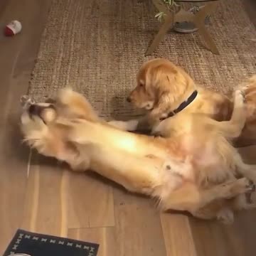 There are two types of dogs in this world...