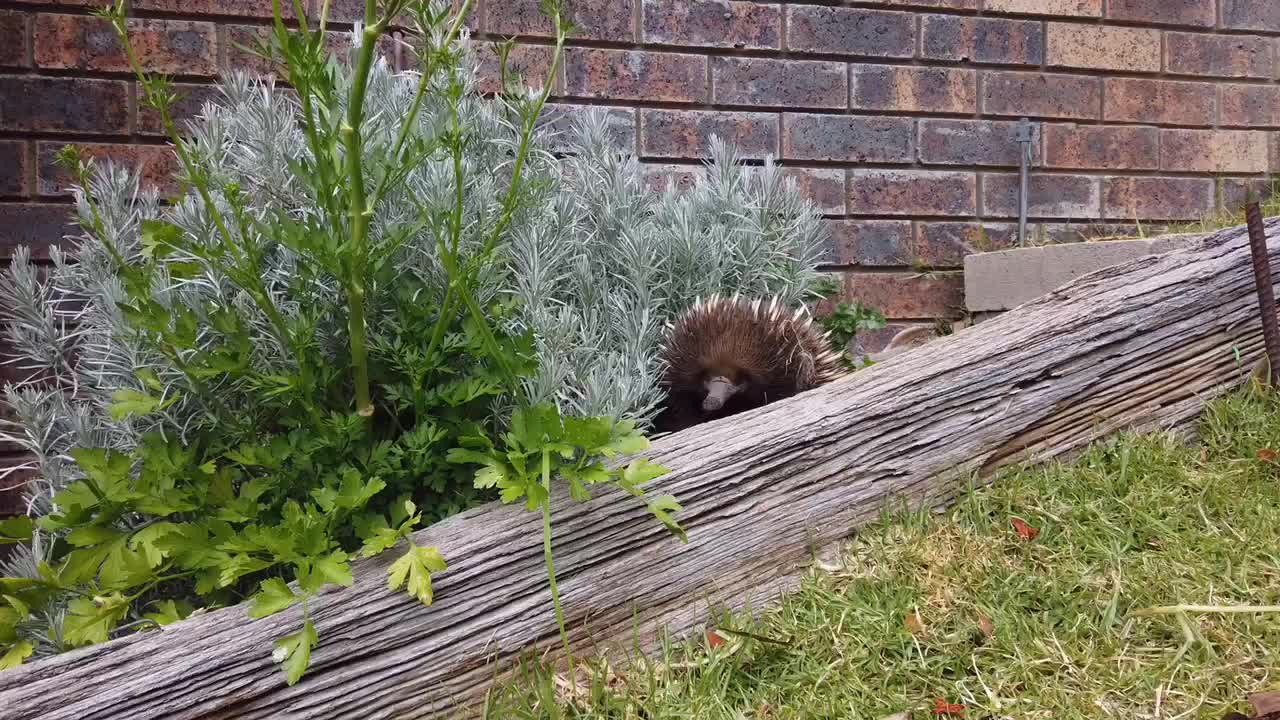 Echidna Plays Peek a Boo