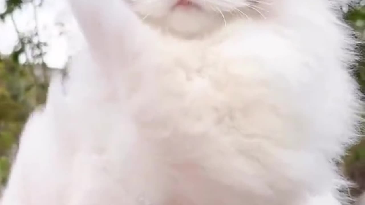 Cute cat