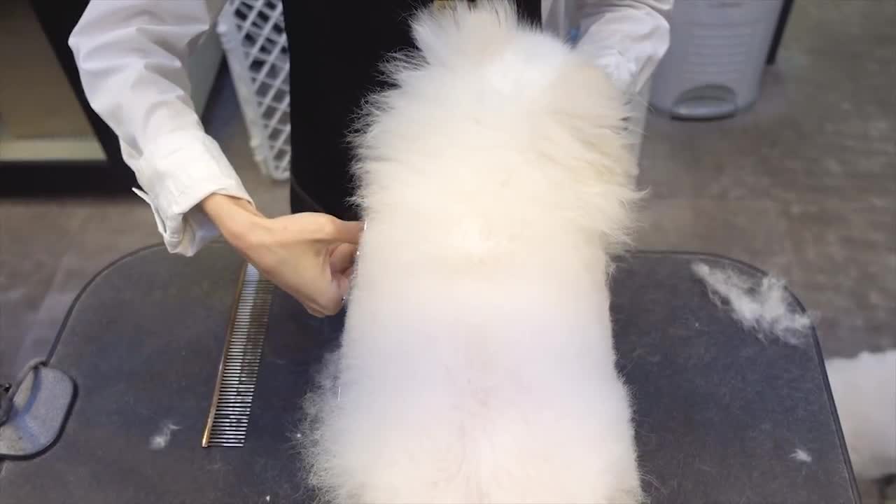 Dog Pet Puppy Pomeranian Grooming