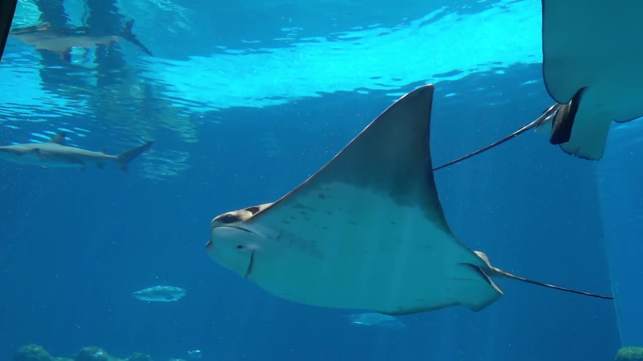 Rays videos hd under water