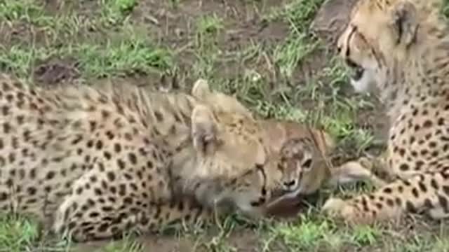 The lion saved the deer from the leopard and treated it like a baby❤️🥰