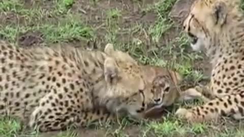 The lion saved the deer from the leopard and treated it like a baby❤️🥰