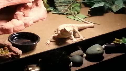 Bearded dragon eat moth hits glass
