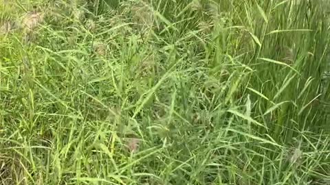 The wind stirred the reeds