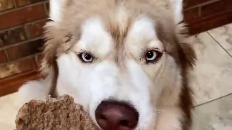 There is Nothing A Dog Does not eat xD