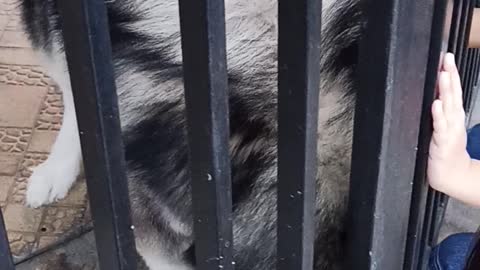 Malamute Behind Bars