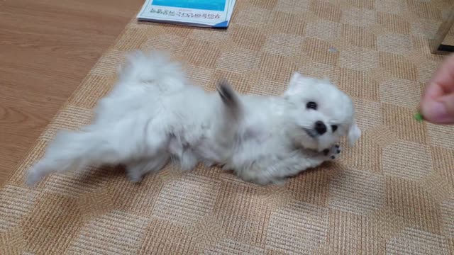 A dog practicing rolling