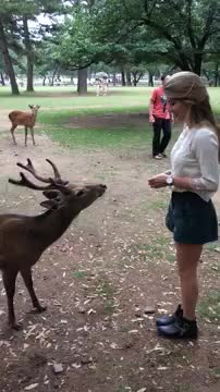 Bowing Deer of Nara, Japan