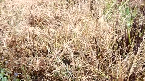 Arbei hutan