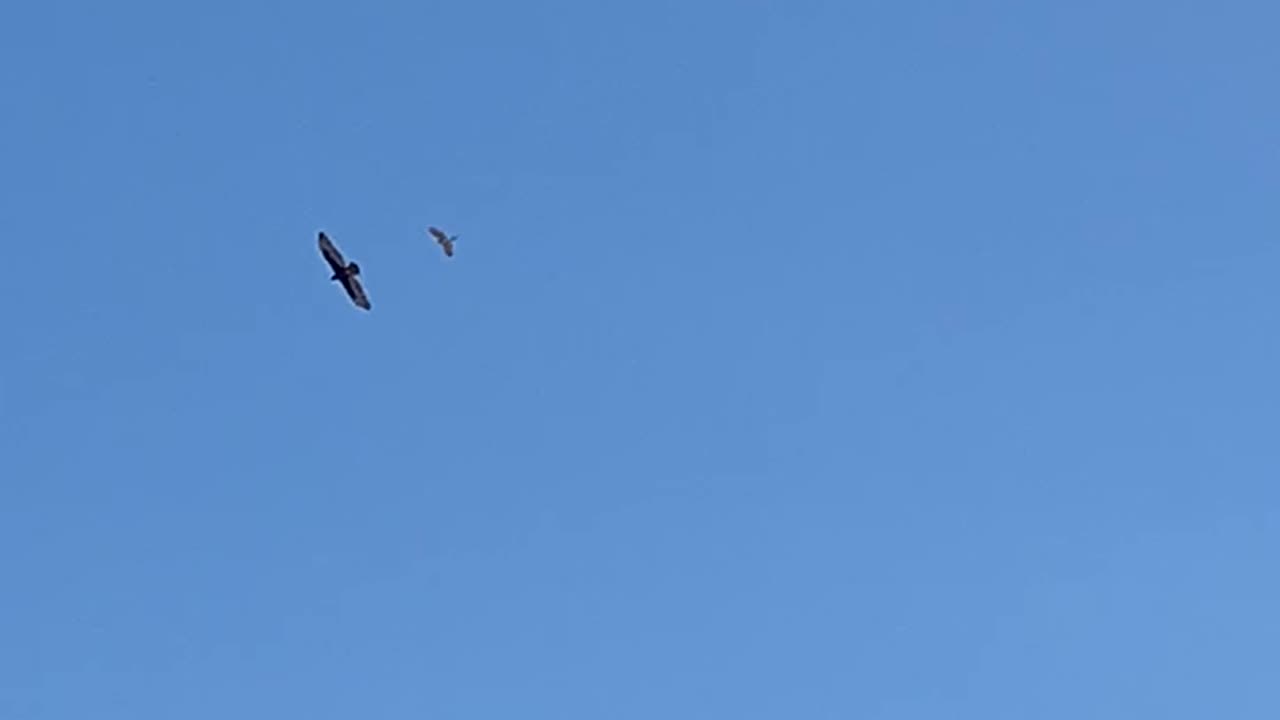 2 large birds gliding together by Frenchman mountain.