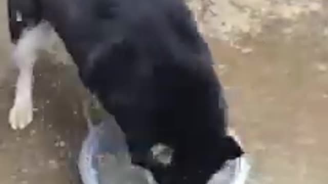 Funniest_cat_and_dog_video!! Part 10